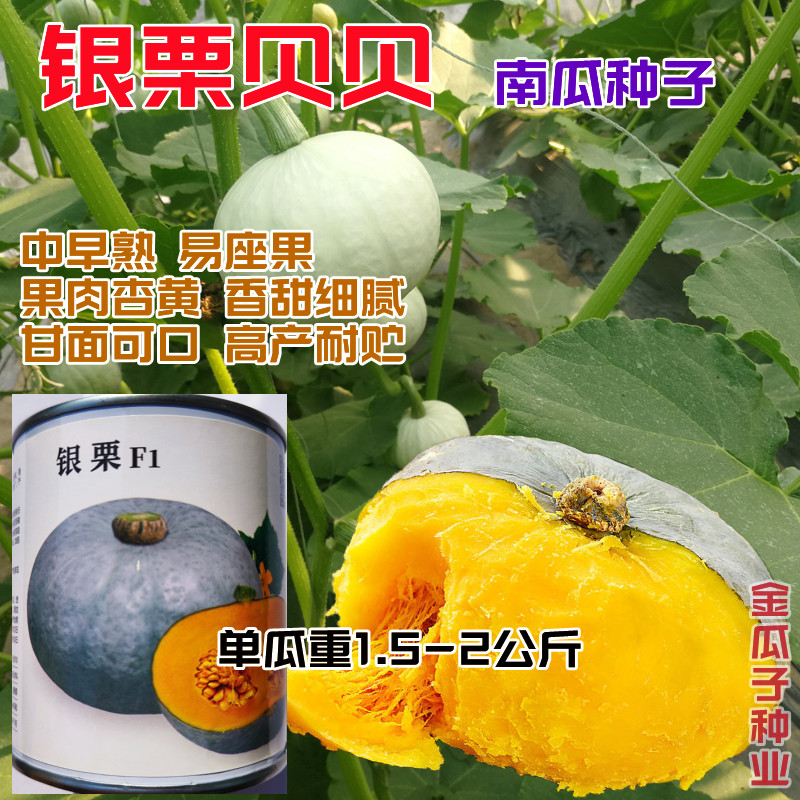早中熟银栗南瓜种子肉质细腻甘面