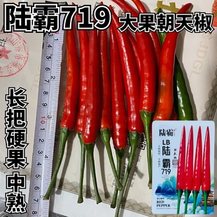 陆霸719大果朝天椒种子中熟长把朝天椒种籽抗病高产春秋播辣味浓