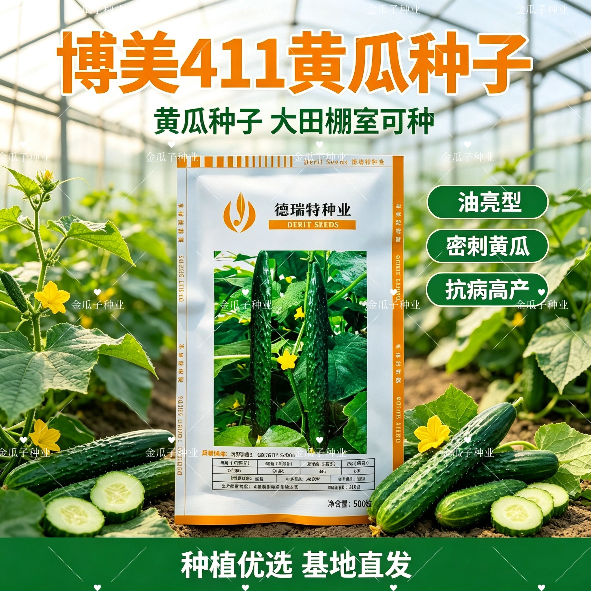 博美411黄瓜种子 德瑞特油亮型刺黄瓜 春夏露地高产杂交黄瓜种籽