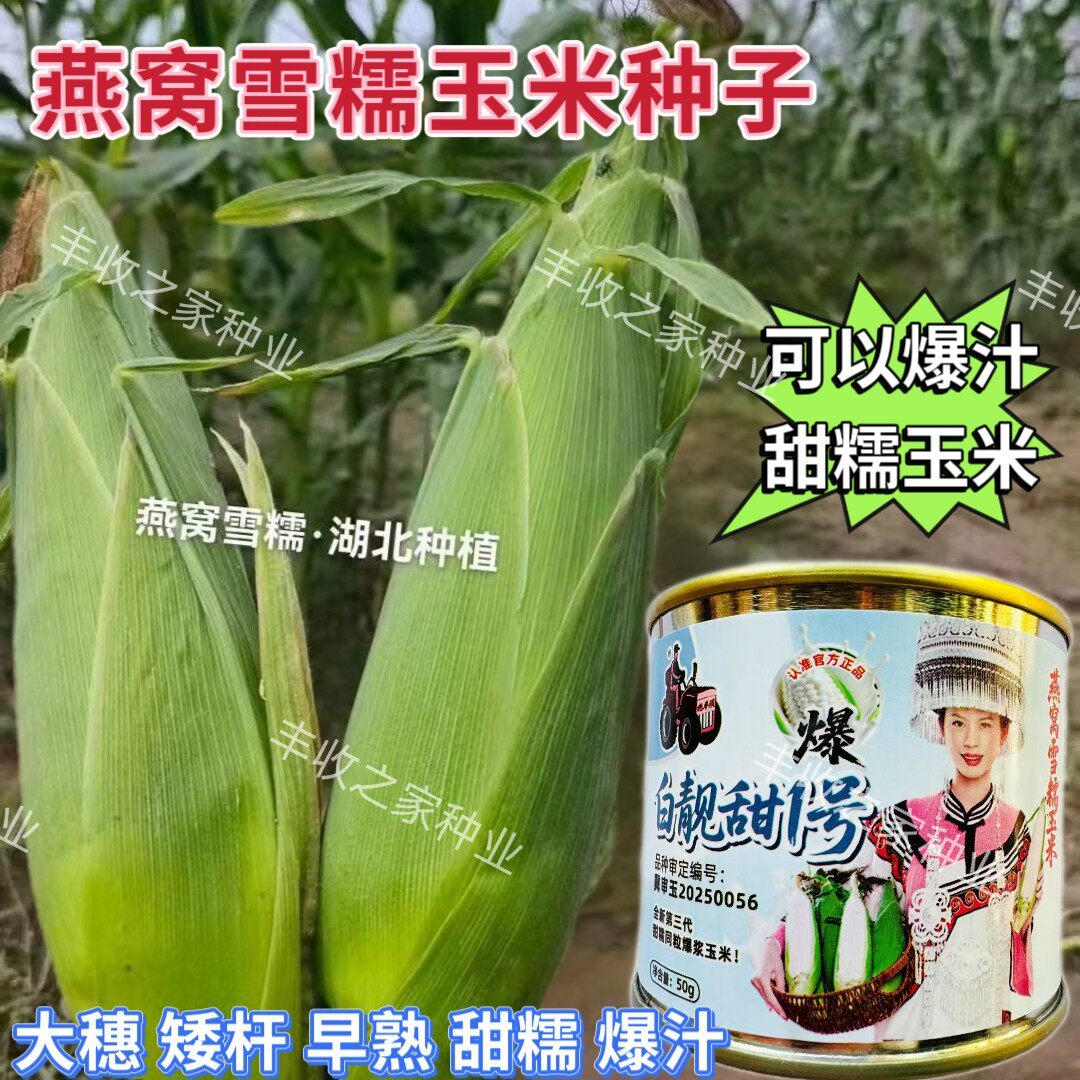 白靓甜1号糯玉米种子高产大棒甜糯玉米种籽春夏秋播燕窝雪糯玉米