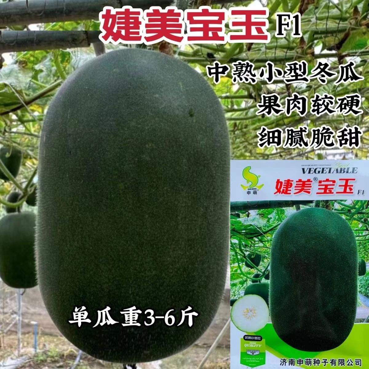 婕美宝玉小冬瓜肉厚抗病强口感好