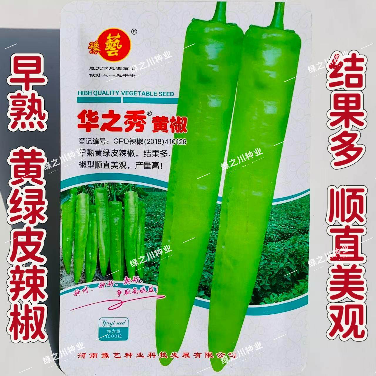 华之秀黄椒种籽黄绿皮尖椒种子味辣早熟黄皮椒种子超长大尖椒种孑