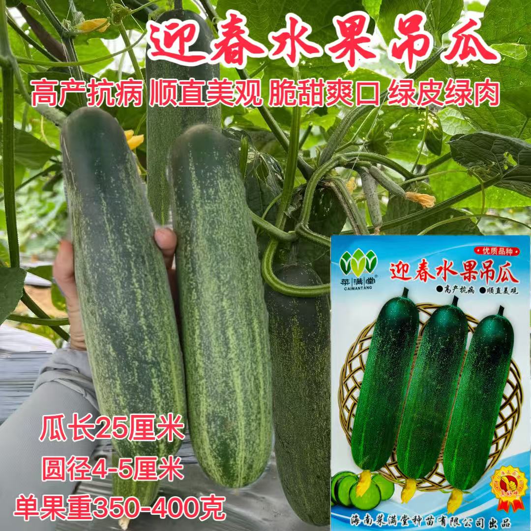 迎春水果吊瓜种子早熟农家黄瓜吊瓜种籽高产抗病耐热绿肉蔬菜种孑