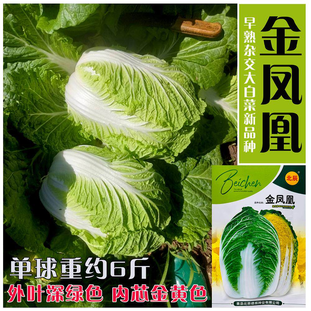 金凤凰大白菜种子黄心大白菜种籽春秋季兼用多用型白菜种孑