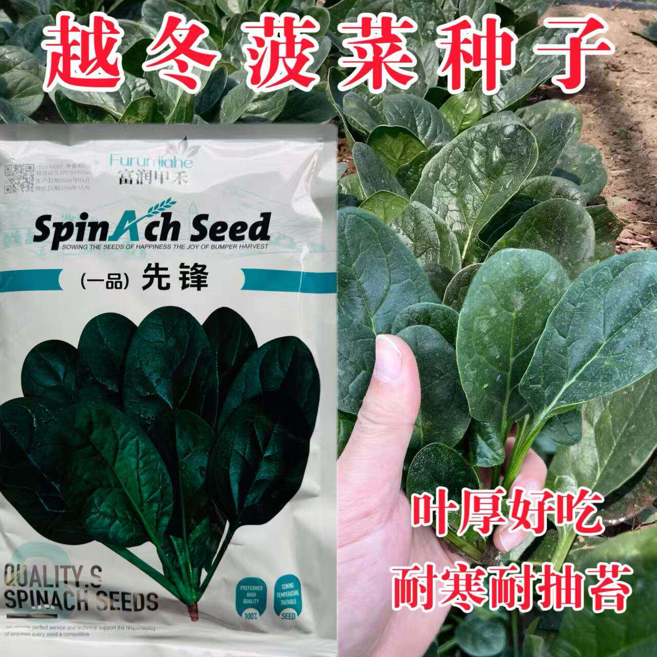 富润甲禾一品先锋菠菜种子直立耐捆扎抗病耐抽苔菠菜种籽春秋大田