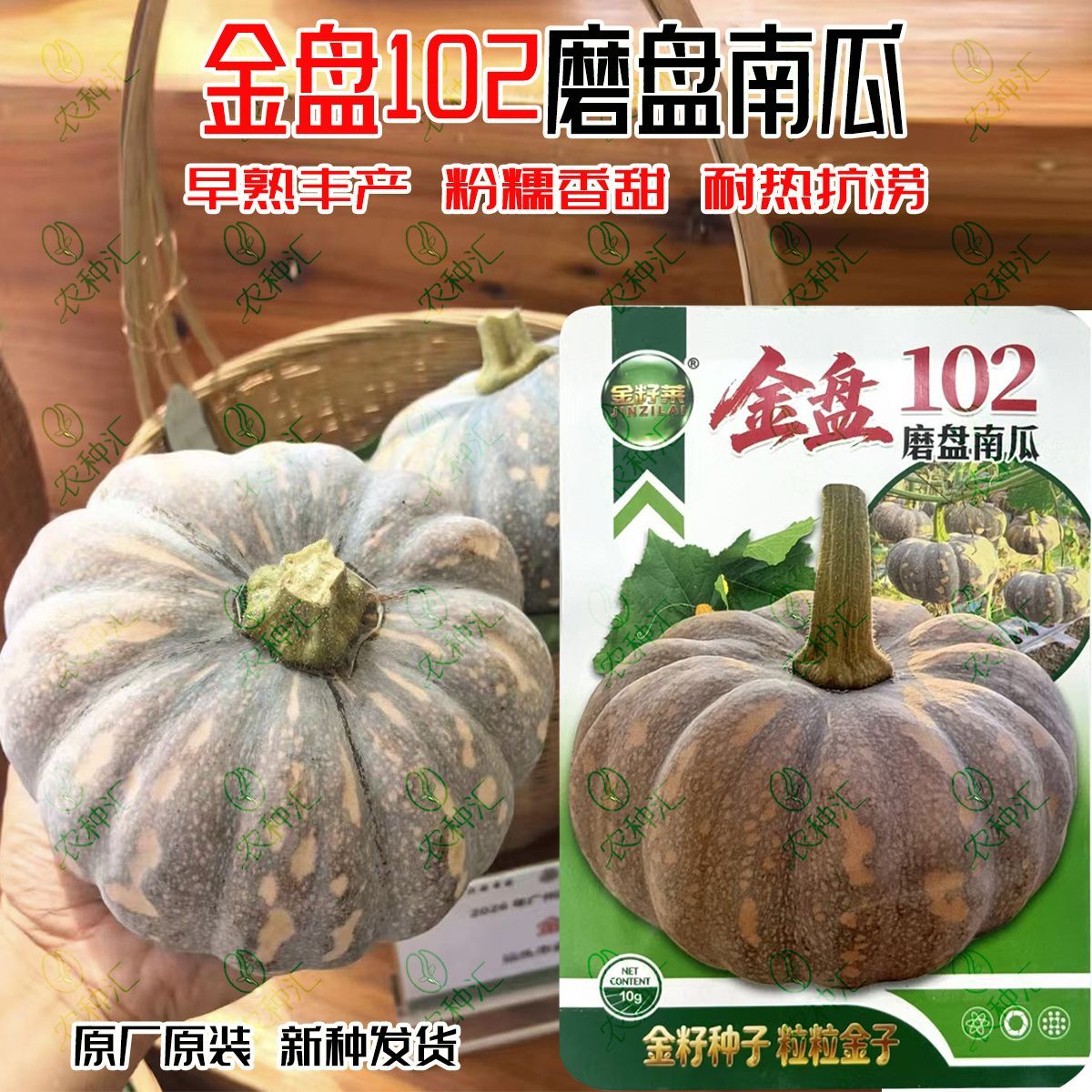 金籽莱金盘102磨盘南瓜种子早熟杂交扁圆粉糯香甜大果南瓜种籽子