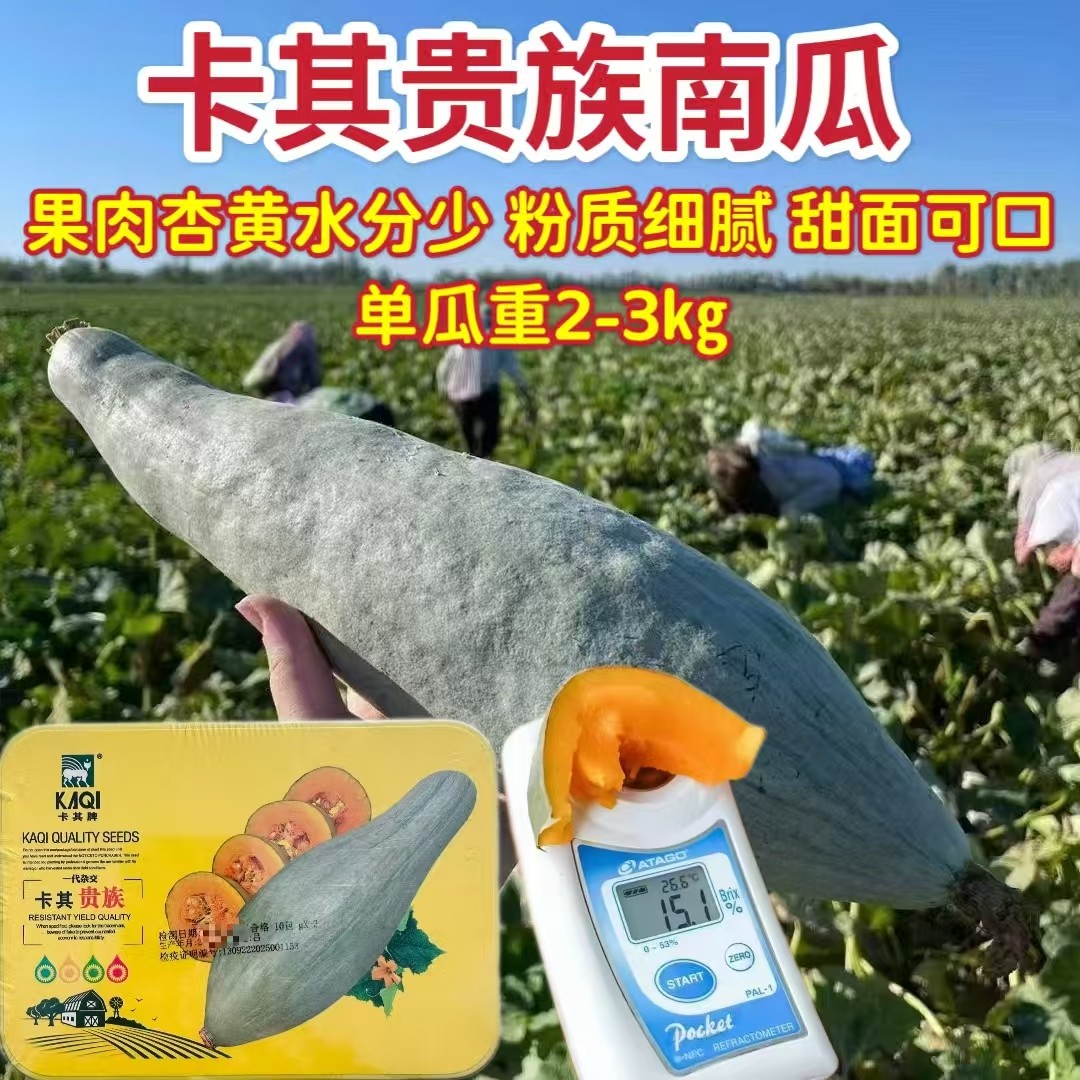 卡其贵族板栗南瓜种籽高产香甜细腻甘面可口金丝南瓜老南瓜种子