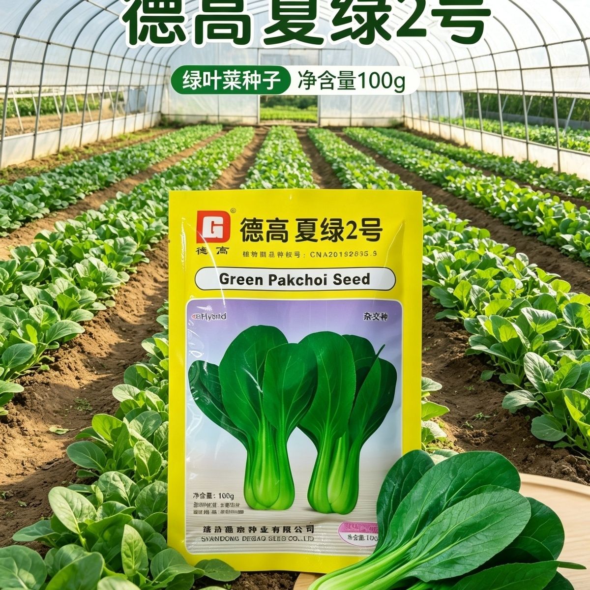 德高夏绿2号耐热青梗菜种子杂交一代上海青油菜耐高温小白菜种孑