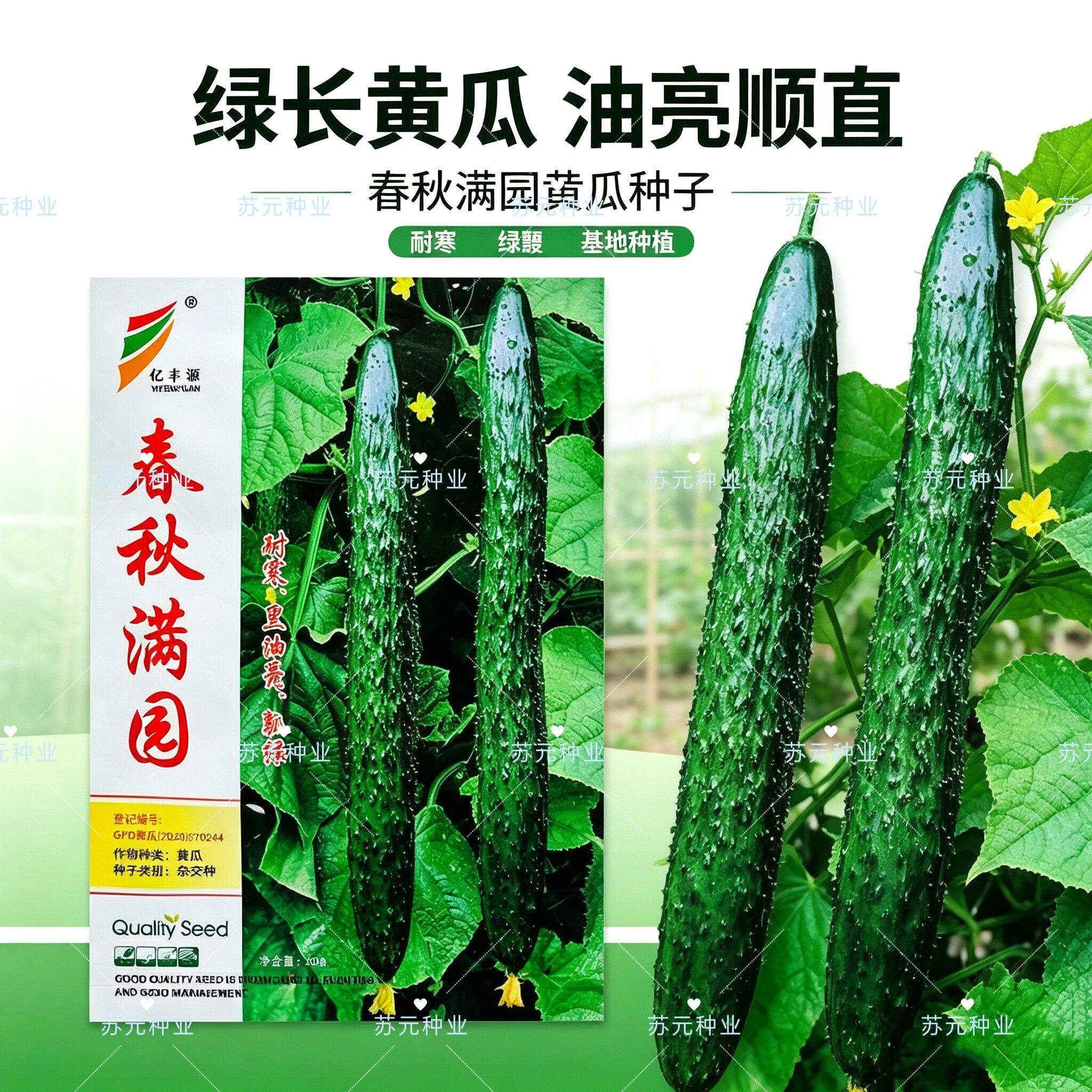 春秋满园早熟杂交油亮黄瓜种子绿皮绿肉质脆味甜瓜肉长耐寒黄瓜种