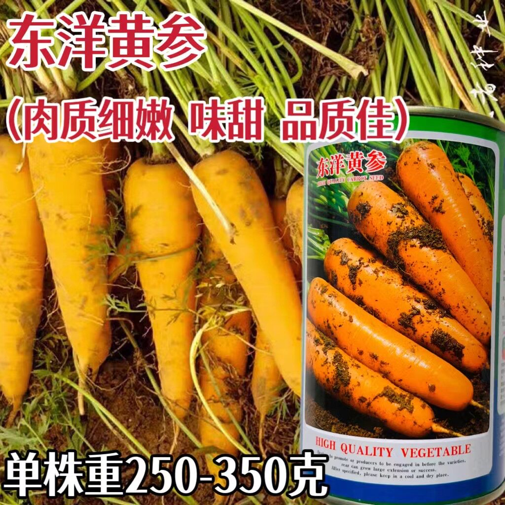 东洋黄参胡萝卜种子齐头黄胡萝卜种子西洋黄参胡萝卜籽蔬菜种籽孑
