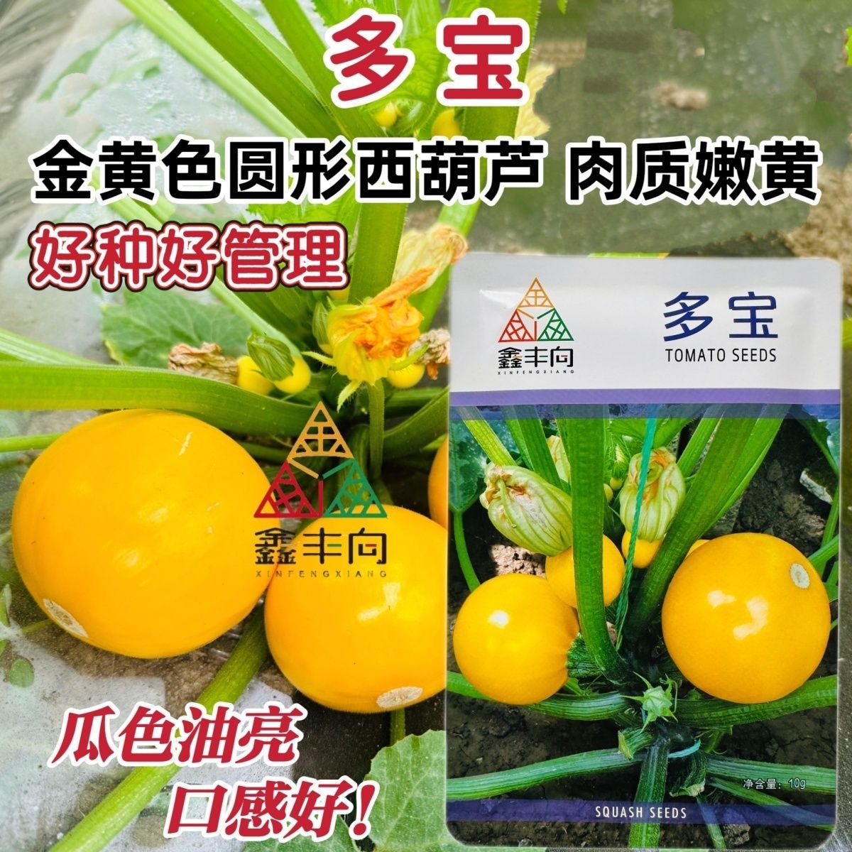 多宝苹果西葫芦种籽短蔓杂交金黄色西葫芦菜瓜种籽春秋季易种蔬菜