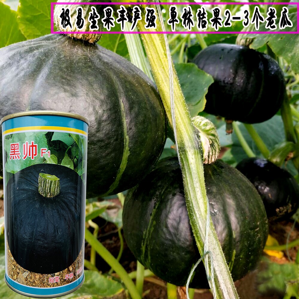 黑帅南瓜种子早熟短蔓南瓜种籽肉厚甜而细腻南瓜种子四季蔬菜种子