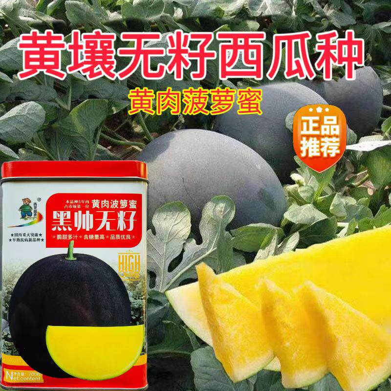 黑帅无籽西瓜种子高产超甜正圆大果黑皮黄肉菠萝蜜春季播种水果籽