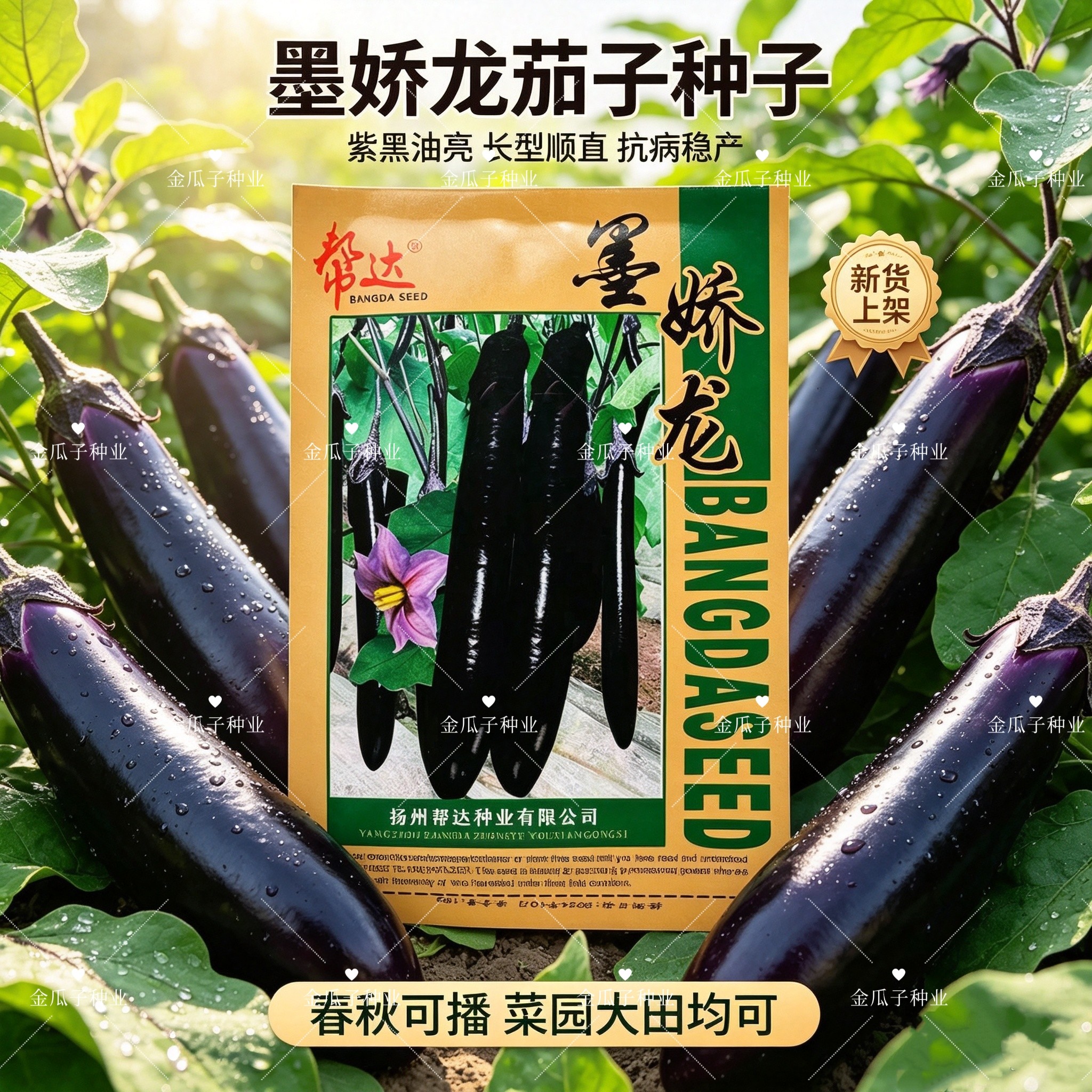 墨娇龙黑长茄种子籽早熟紫黑色大田四季家庭园艺阳台盆栽蔬菜种子