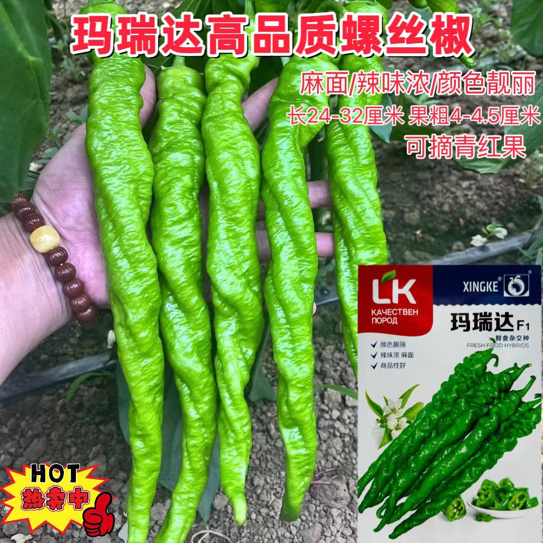玛瑞达螺丝椒种子正品麻面大果香辣薄皮鲜食杂交螺丝辣椒种籽基地