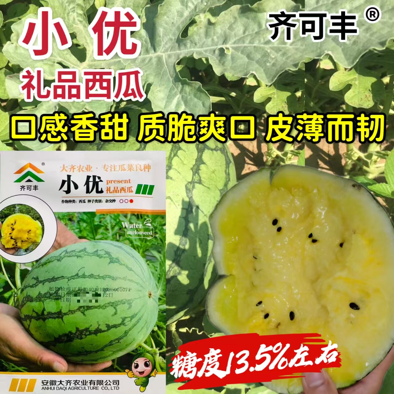 大齐小优礼品小西瓜种子 超甜花皮黄瓤西瓜种籽 特早熟薄皮瓜香甜