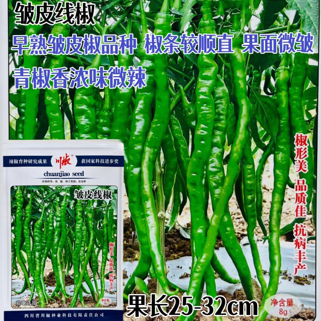 川椒皱皮线椒辣椒种子极早熟线椒味微辣薄皮无渣高产皱皮线椒种子