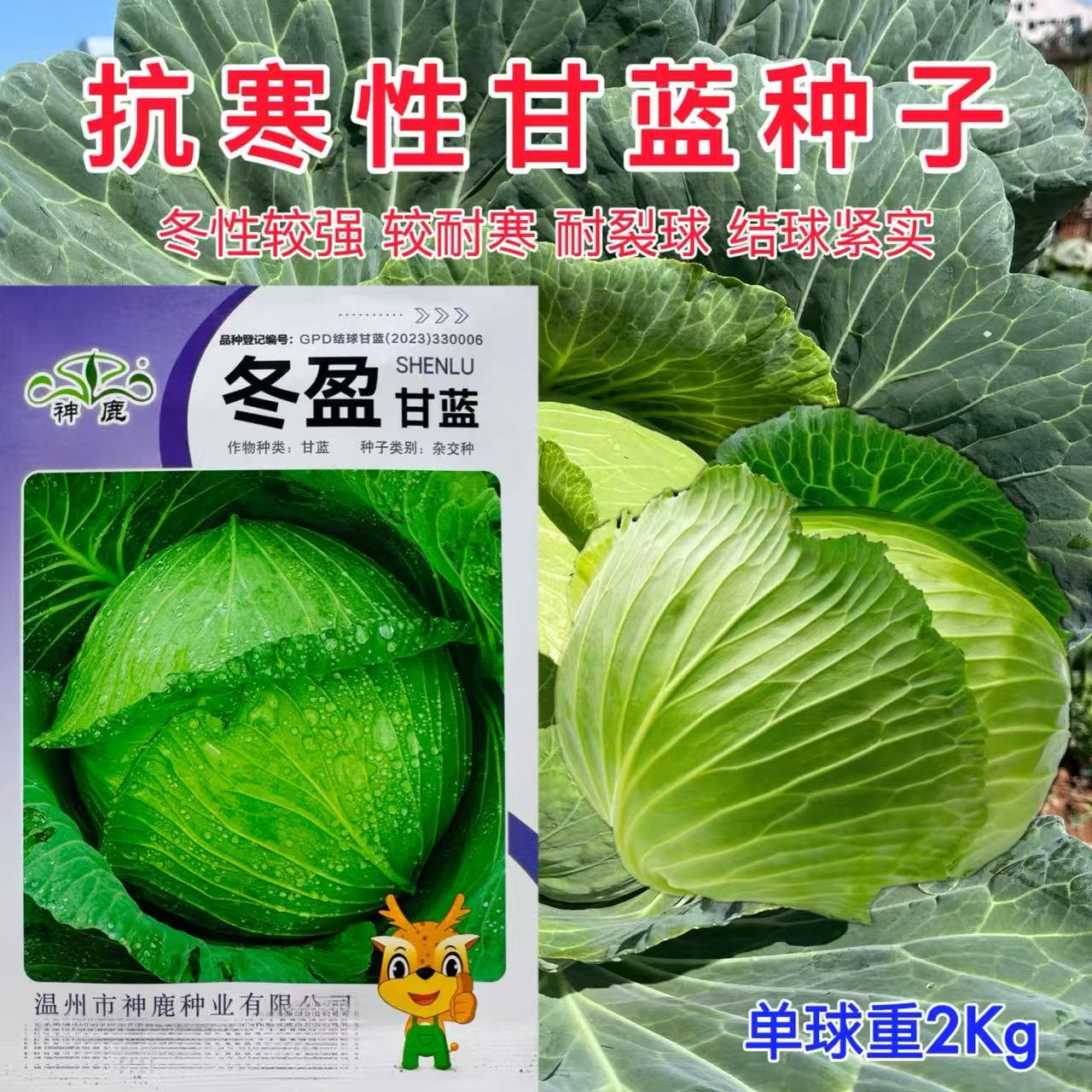 冬盈甘蓝种子扁球形卷芯包菜口感脆嫩高产抗寒抗病适广性强大田孑