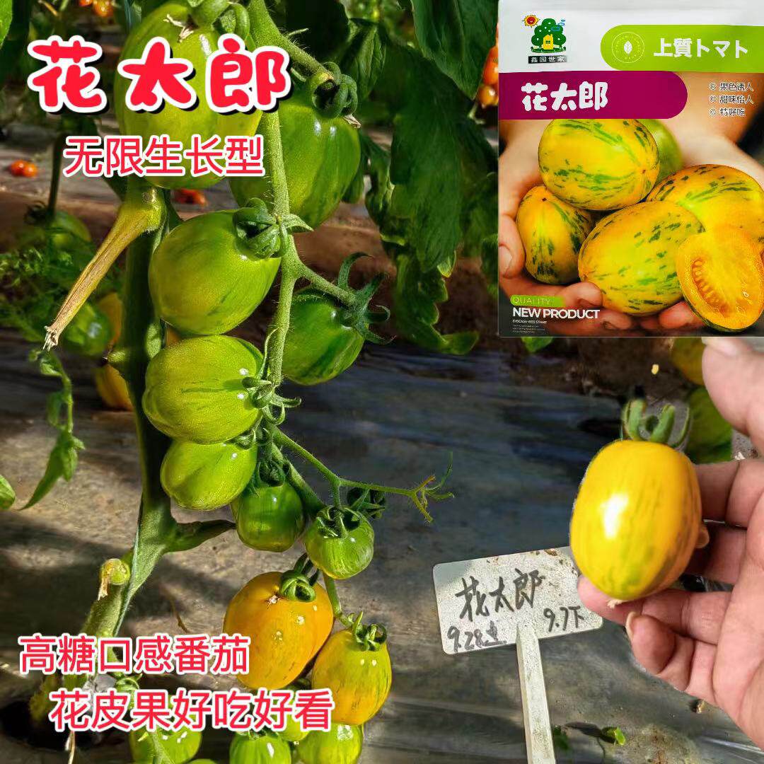 花太郎番茄种子特好吃口感型番茄西红柿种籽甜味怡人早熟丰产抗病