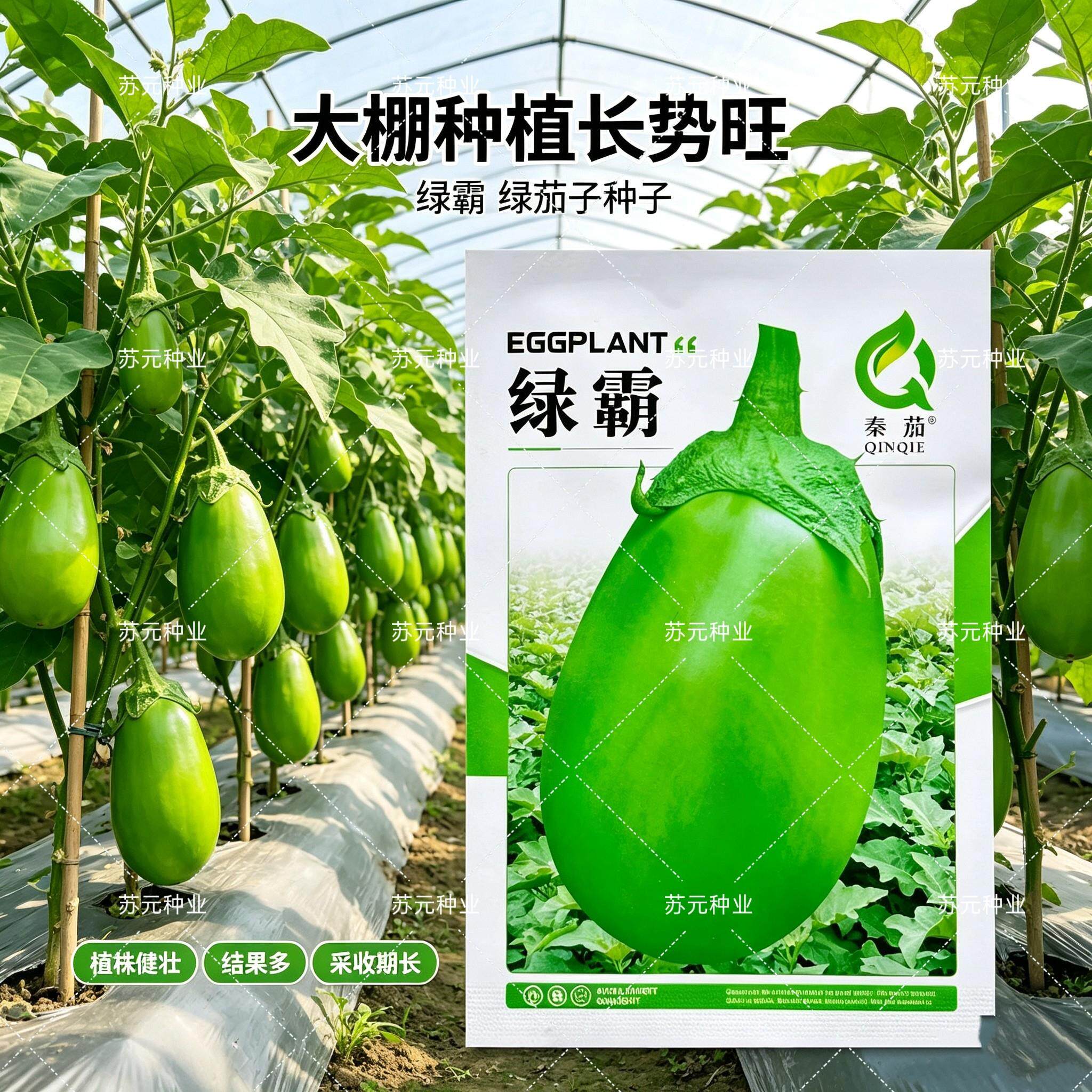 秦茄绿霸青茄子种子早熟杂交绿茄深绿油亮卵圆型青皮绿皮茄子种子