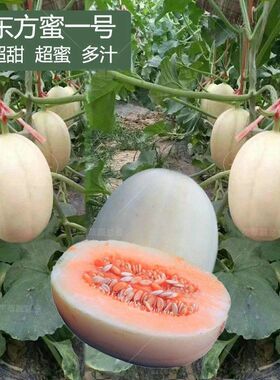白皮红瓤甜瓜种子超甜大果香瓜
