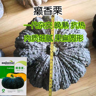 癞香栗南瓜种子晚熟抗病抗热扁圆形贝贝南瓜种籽香甜粉糯板栗南瓜