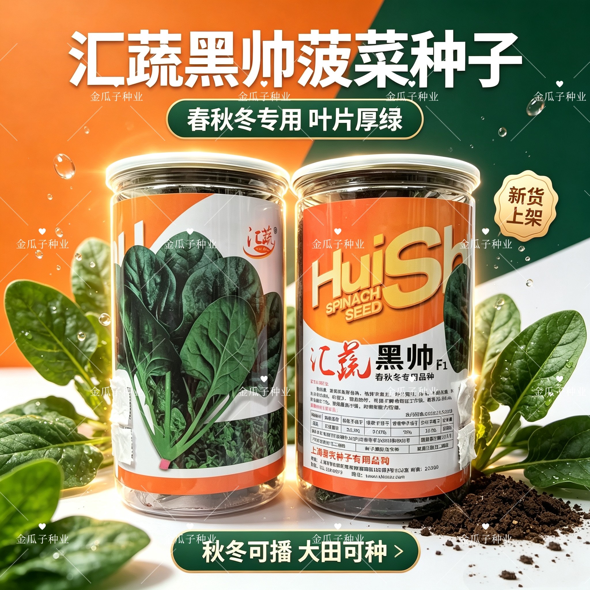 汇蔬黑帅菠菜种子耐热菠菜夏播高产夏季种秋季蔬菜子菠菜种子