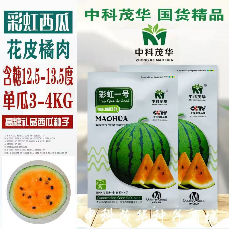 彩虹一号小西瓜种子高产四季礼品花皮橘肉超甜薄皮早熟西瓜种籽孑