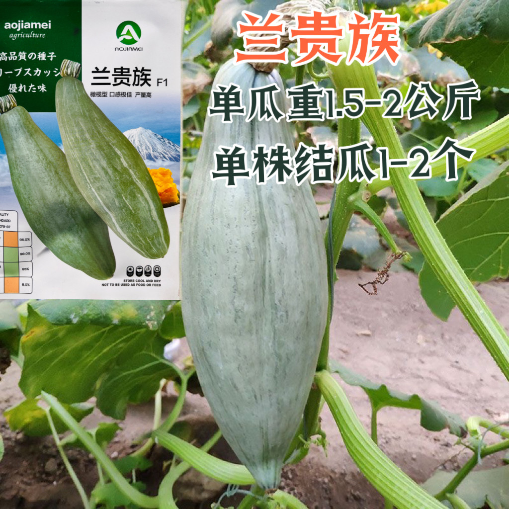 兰贵族南瓜种子春秋季新疆金丝栗瓜板栗南瓜种籽四季粉糯蔬菜种孑