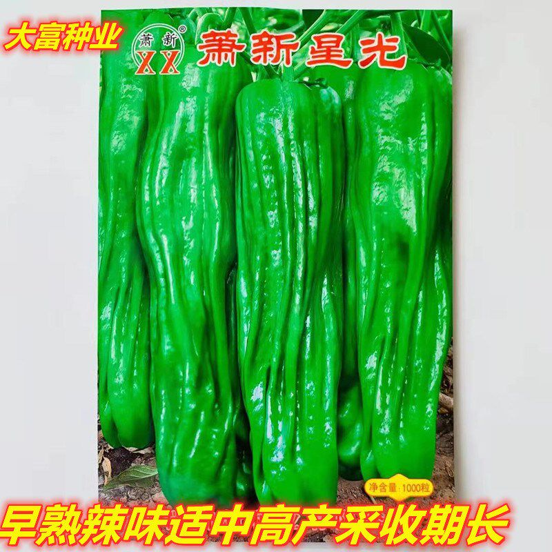 萧新3000薄皮辣椒种子早熟特大高产中辣春秋季阳台大田基地青椒籽