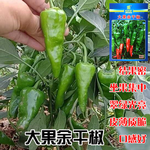 善高大果余干椒种子薄皮椒高产香辣早熟皮薄质脆辣椒种子蔬菜种籽