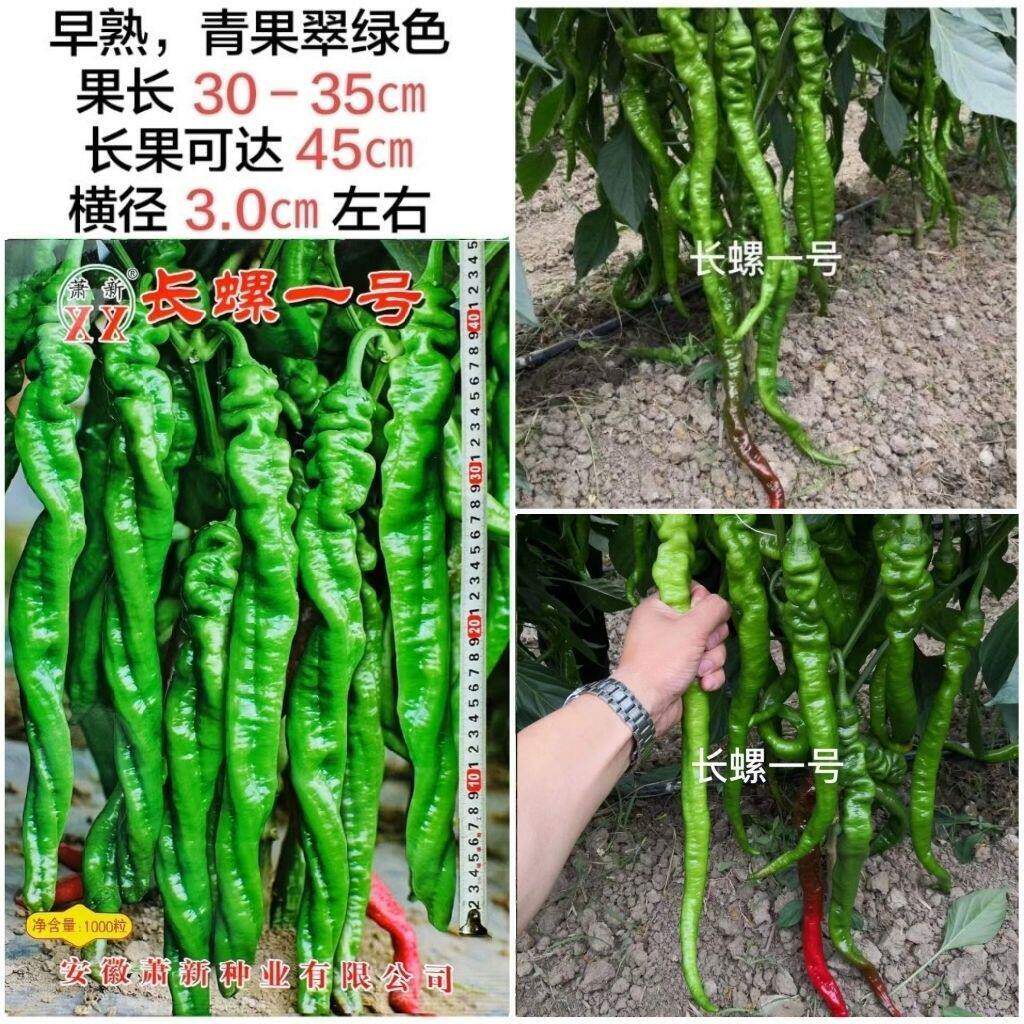 萧新长螺一号螺丝椒种子香辣薄皮螺旋形辣椒种子螺丝辣种子翠绿色