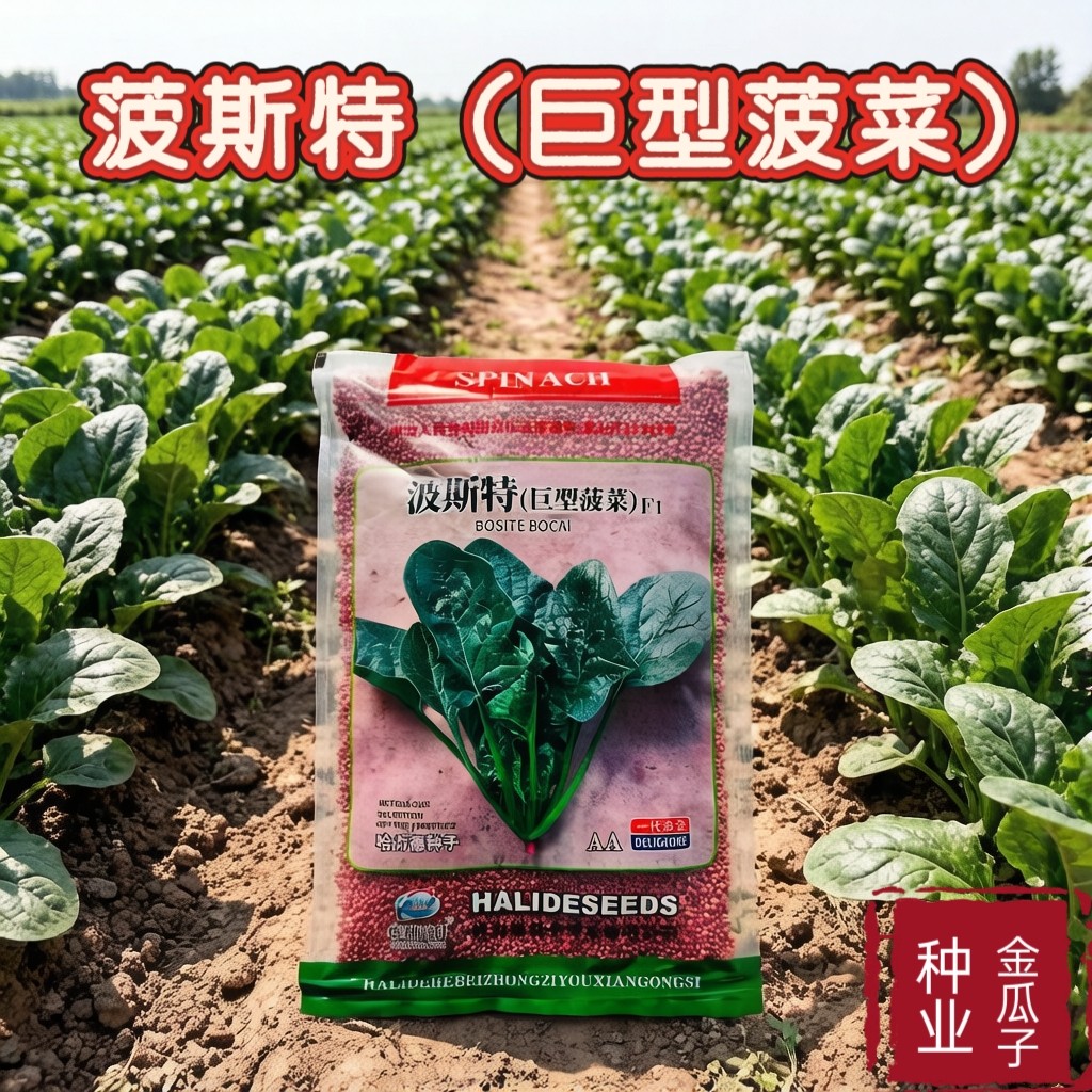 菠菜种子菠斯特大叶菠菜种籽农家秋冬菜园中熟叶肉厚杂交蔬菜种孑