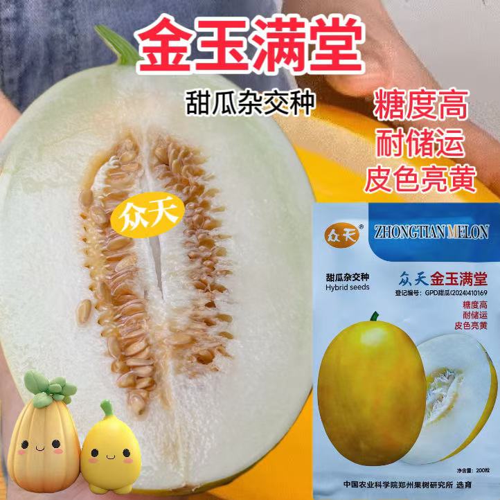 金玉满堂甜瓜种子中熟厚皮香瓜种籽黄皮白肉蜜瓜种孑大田甜脆高糖