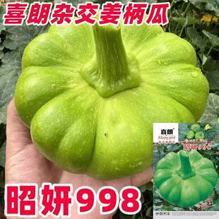 昭研998杂交姜柄瓜种子姜柄瓜种籽扁圆形嫩南瓜七叶瓜丫丫瓜种子