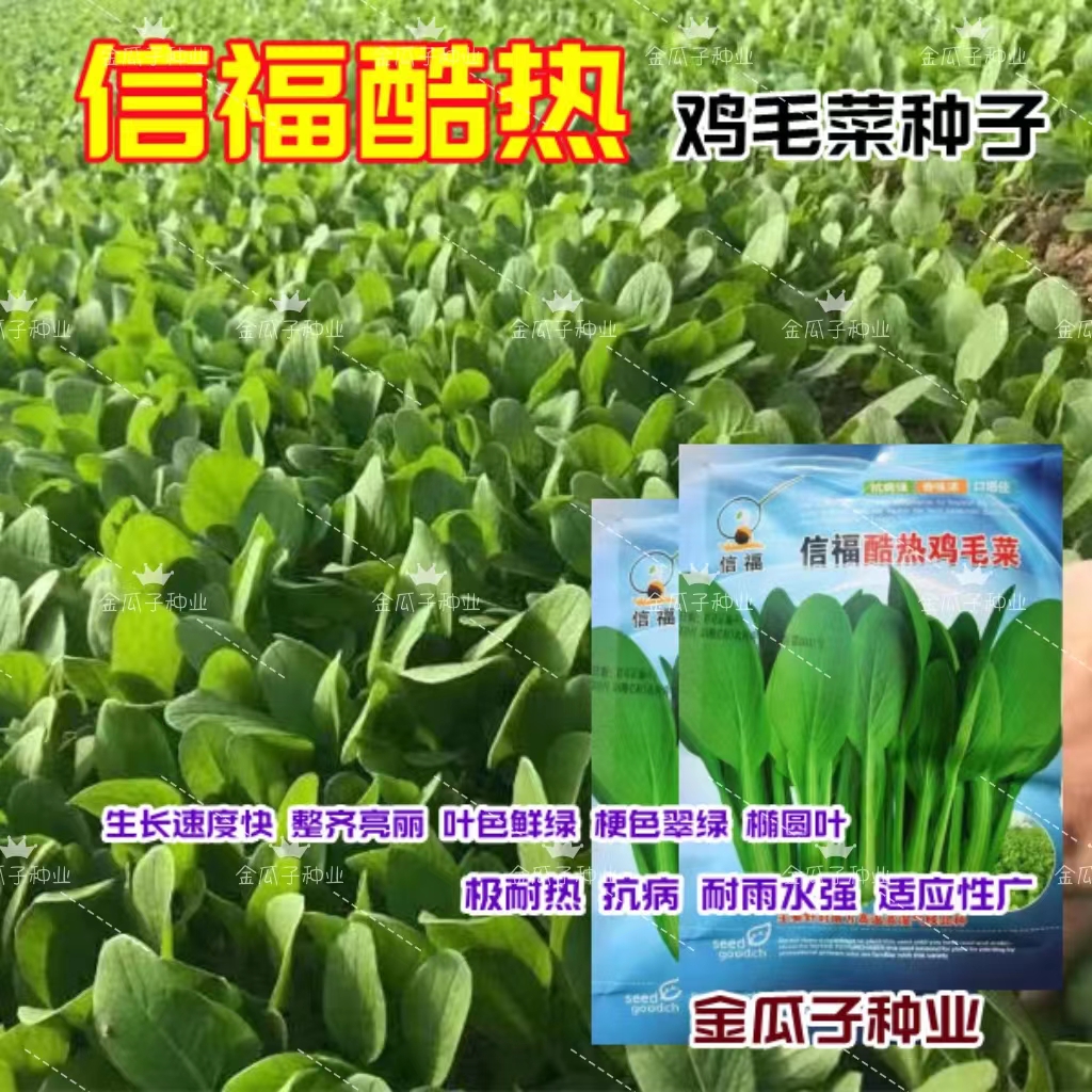 信福酷热鸡毛菜种子杂交种生长速度快耐热性强抗病耐水性强品质佳