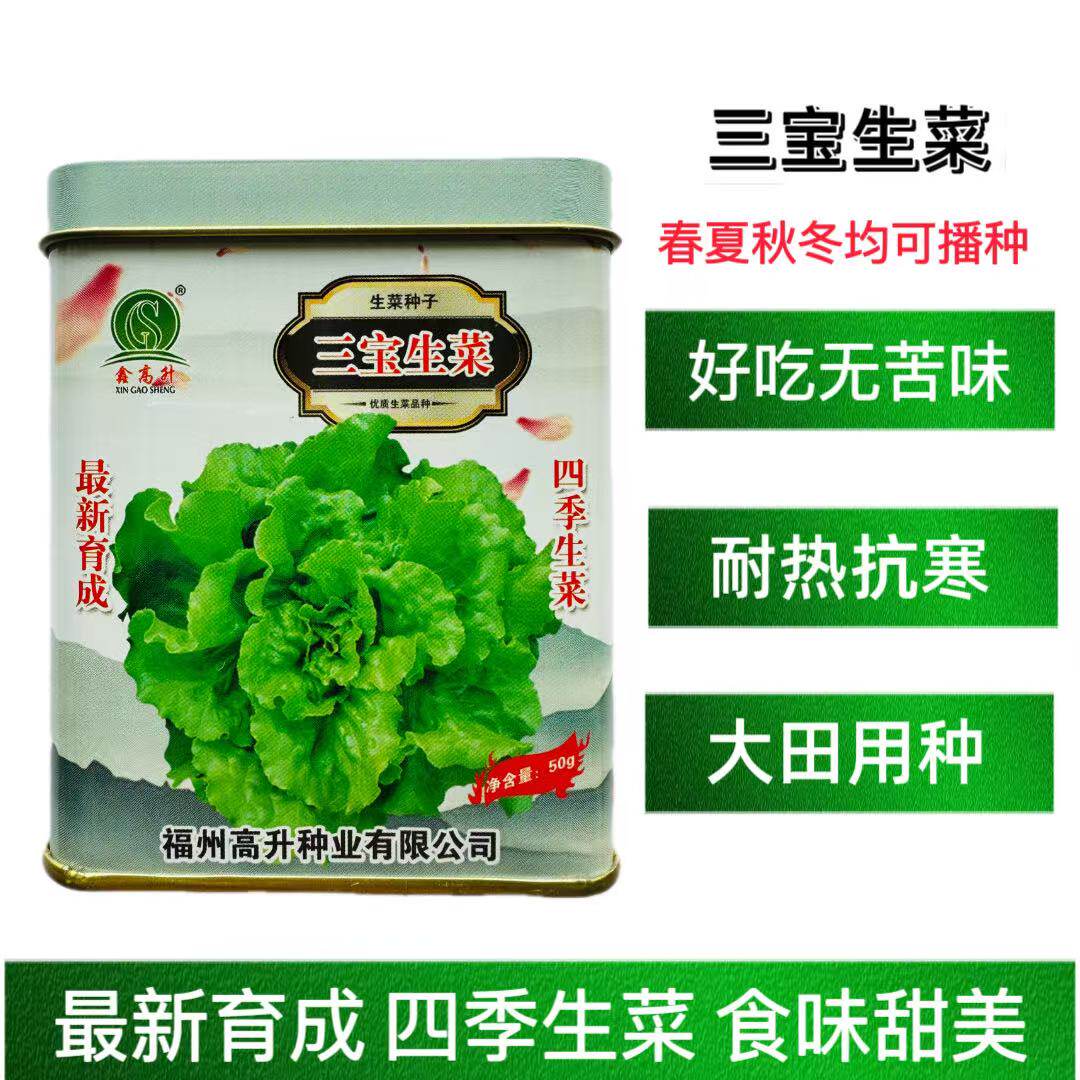 三宝生菜种子耐热耐寒速生生菜种籽耐抽苔味甜美四季生菜种孑抗病