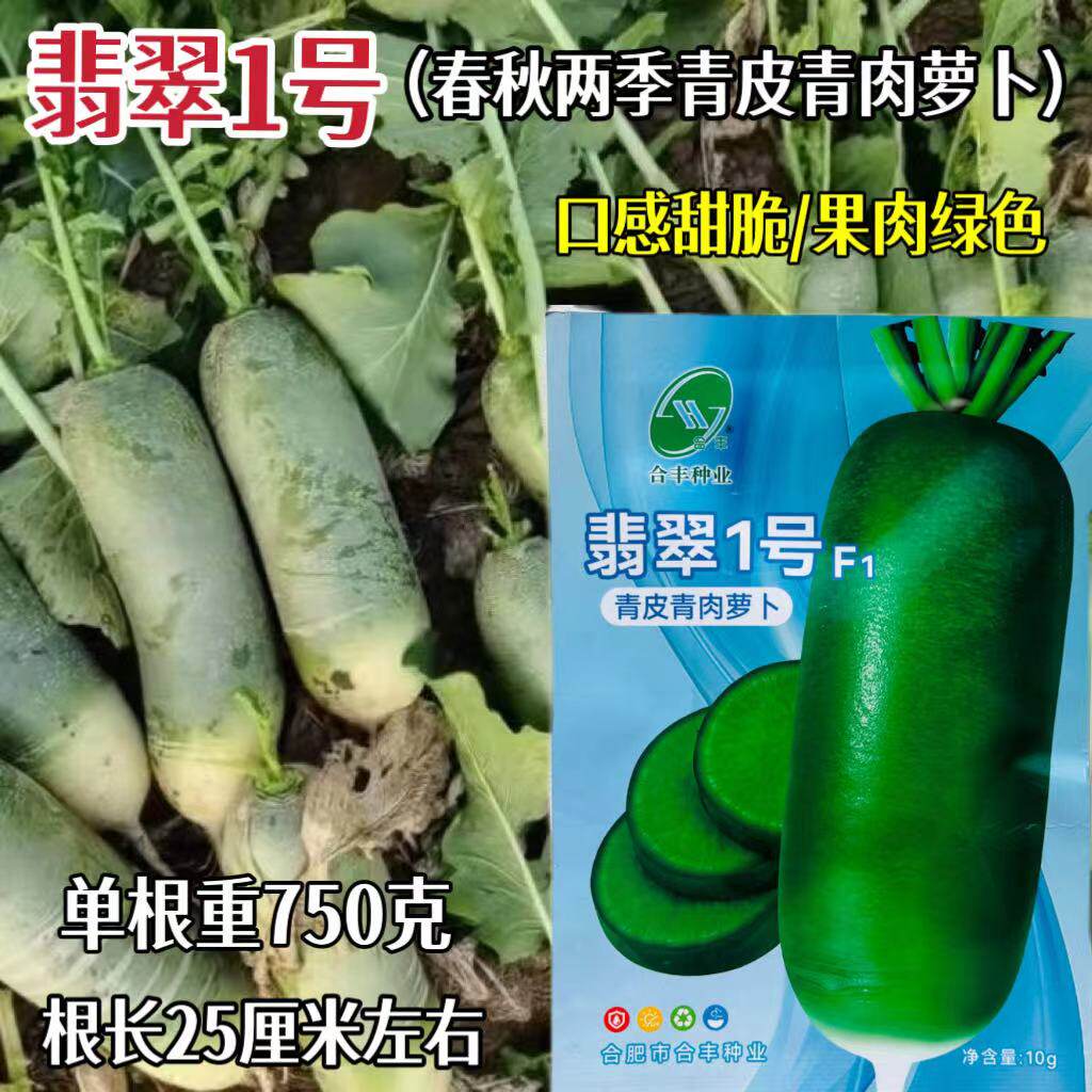 翡翠1号萝卜种子青皮青肉萝卜种籽甜脆水果型萝卜口感甜脆春秋播