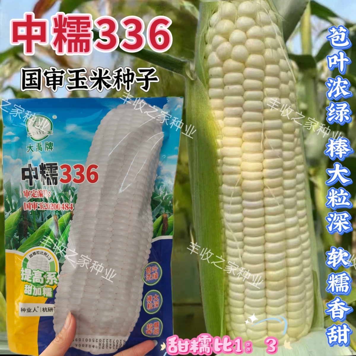 中糯336白甜糯玉米种子国审早熟大棒型甜加糯玉米苞叶绿白粘