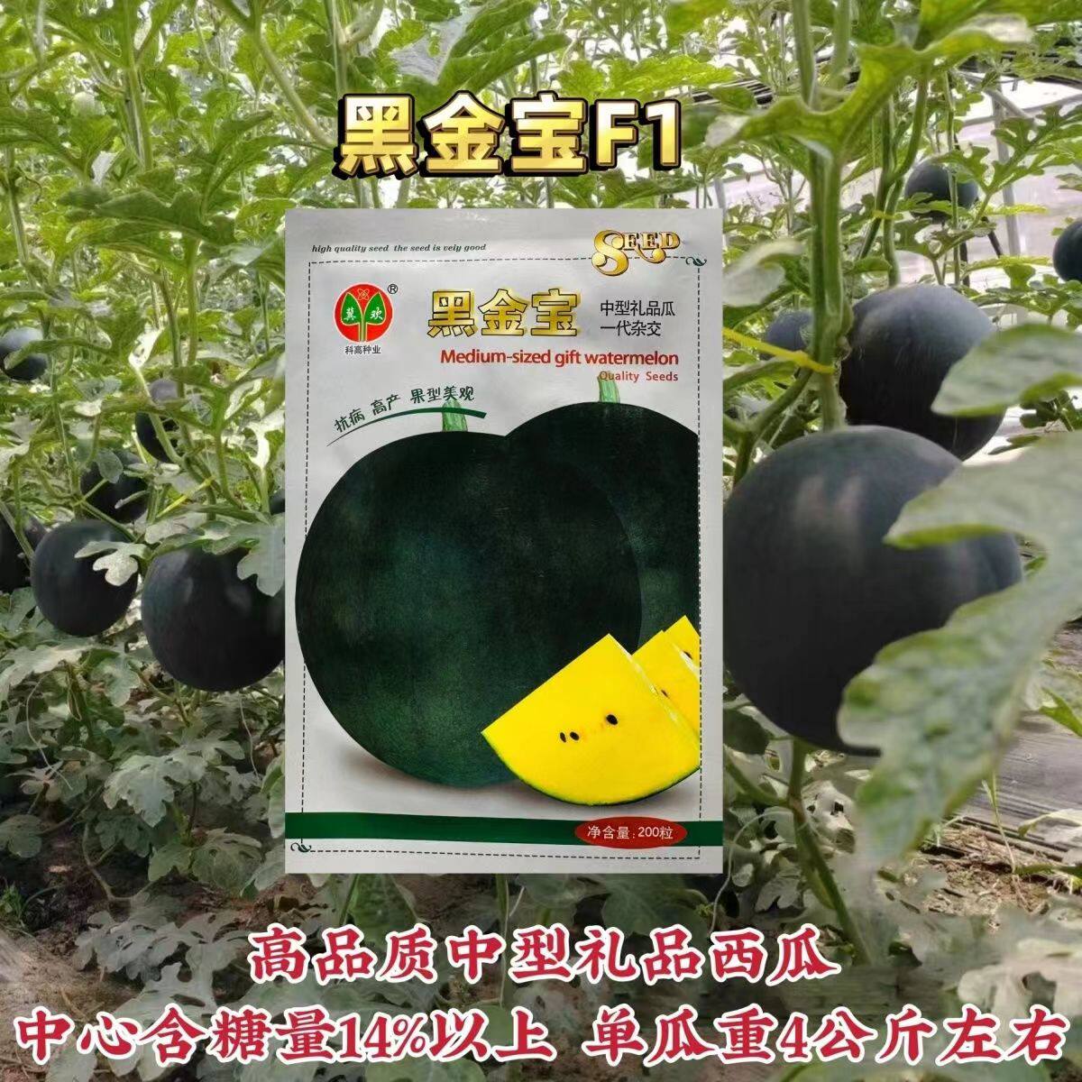 科高黑金宝西瓜种子特甜黑皮黄心西瓜种子中型礼品瓜糖度高新品种