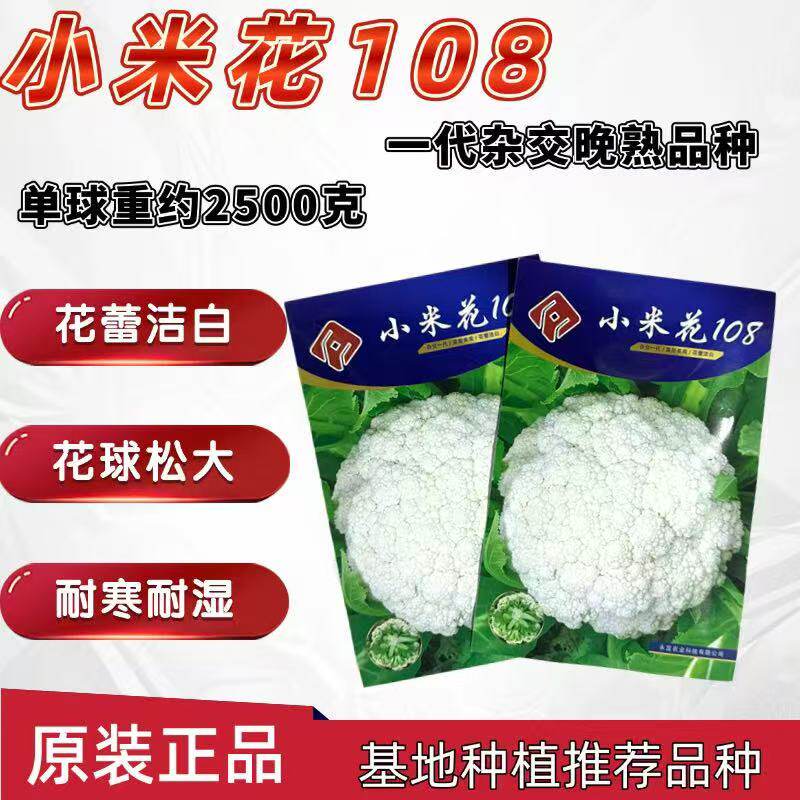 小米花108一代杂交晚熟青梗松花菜种子花椰菜种子耐寒品种基地用
