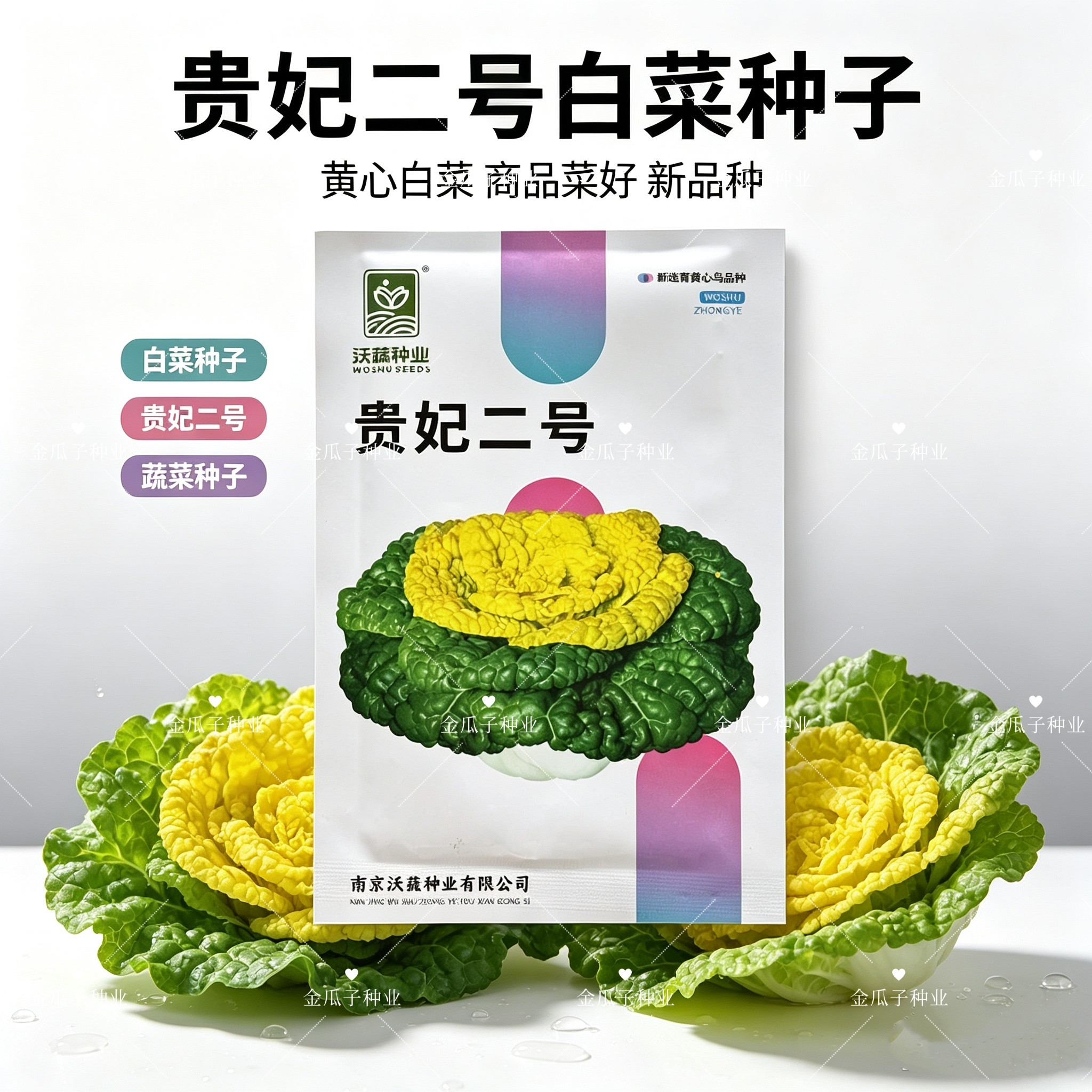 贵妃二号黄心乌塌菜种子养心菜菊花菜高钙保健耐寒四季播蔬菜种籽