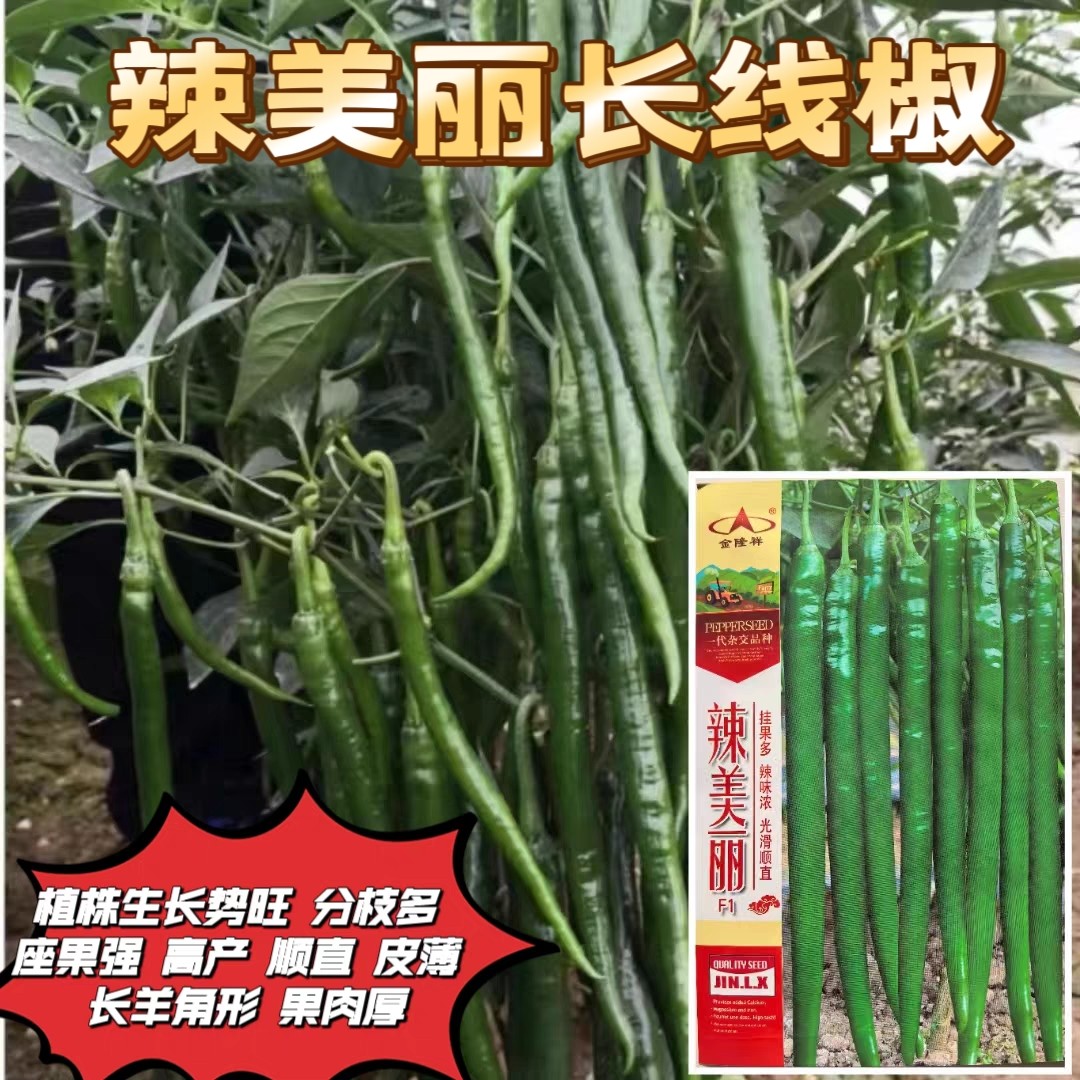 辣美丽特长香辣线椒王黑线辣椒种子薄皮线椒种子亩产万斤基地专用