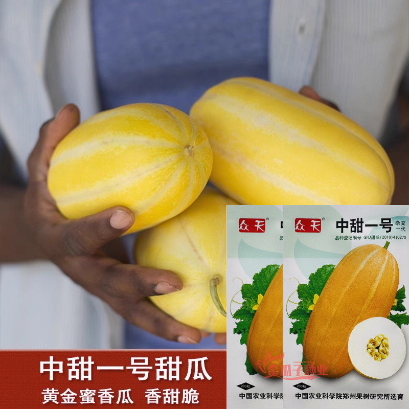 中甜一号甜瓜种子早熟黄金蜜香瓜籽高产耐低温四季播黄皮香瓜种籽