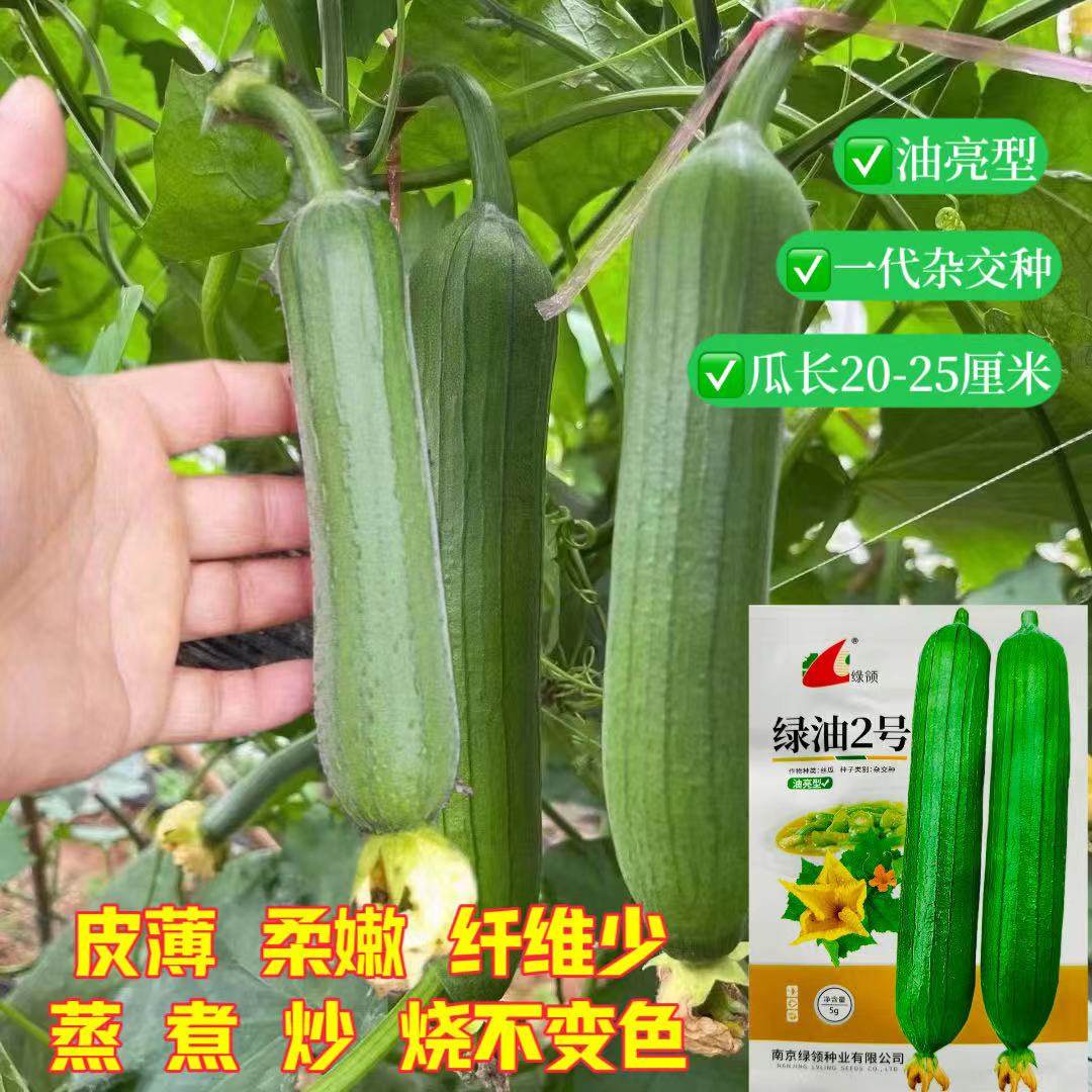 绿油2号丝瓜高产早熟抗病油亮