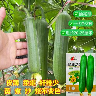 南京绿领种业 绿油2号 油亮丝瓜种籽 高产抗病绿油二号短丝瓜种子