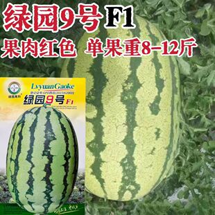 绿园9号西瓜种子中熟有籽高产抗病耐旱性强西瓜籽农家大田 春季播