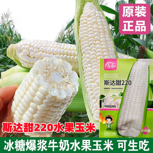 冰糖牛奶水果玉米早熟抗倒抗病