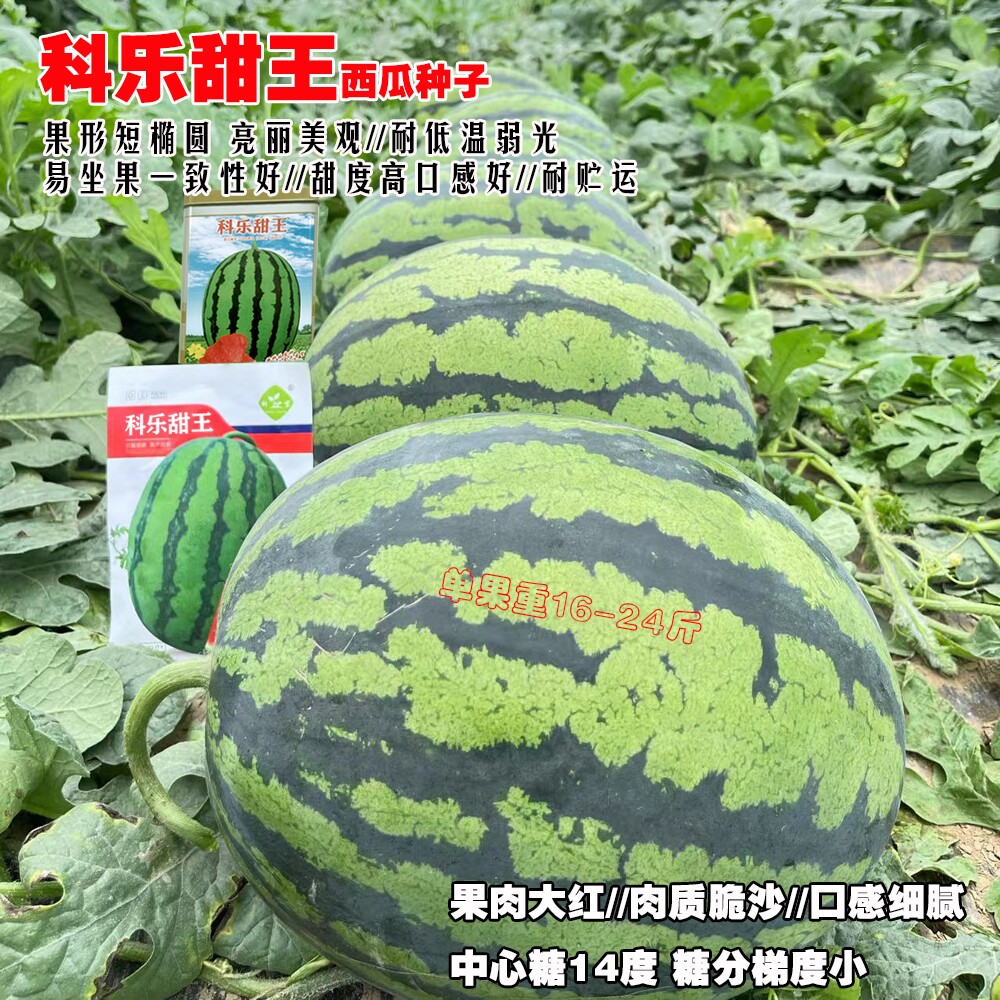 科乐甜王西瓜种子中早熟耐裂皮薄肉质脆沙红瓤西瓜易种植亩产万斤