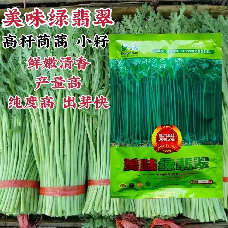 美味绿翡翠茼蒿种子小籽春秋清香茼蒿菜生长光杆茼蒿种籽基地专用